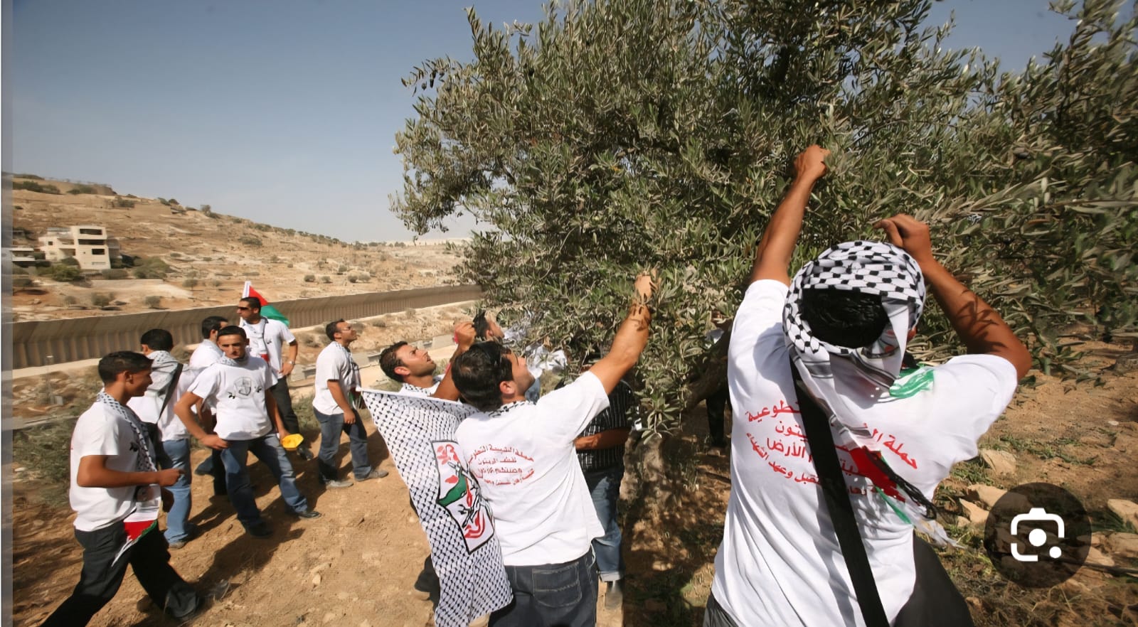 قطف الزيتون1